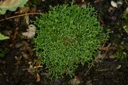 Selaginella borealis